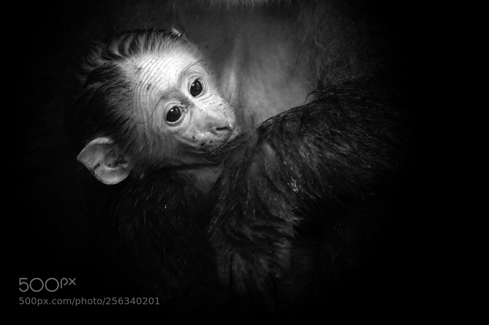 Nikon D500 sample photo. Juvenile tibetan macaque photography