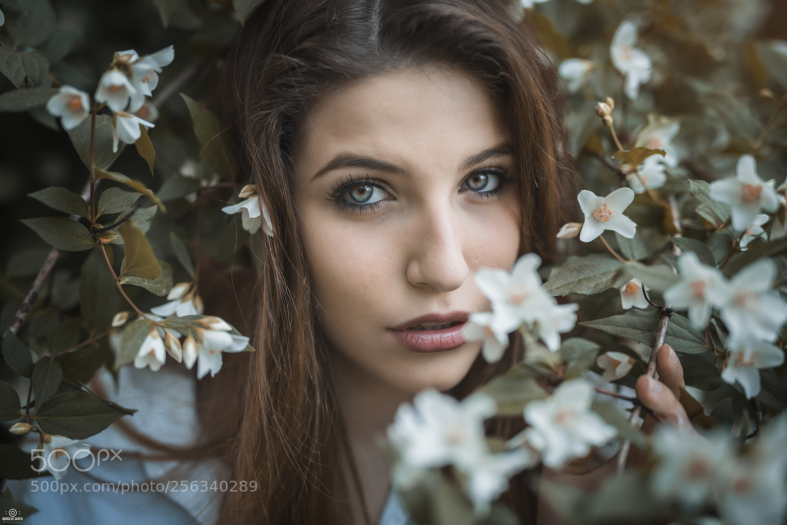 Nikon D750 sample photo. Flowers photography