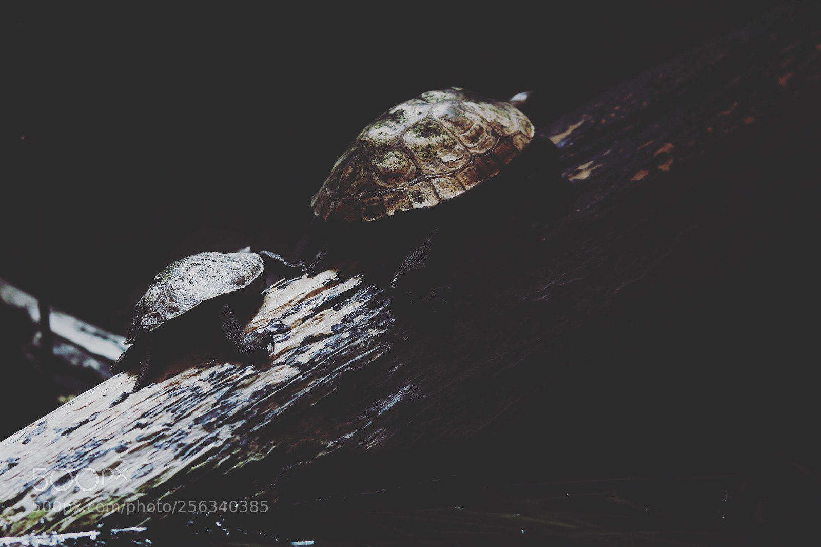Canon EOS M5 sample photo. Untitled photography