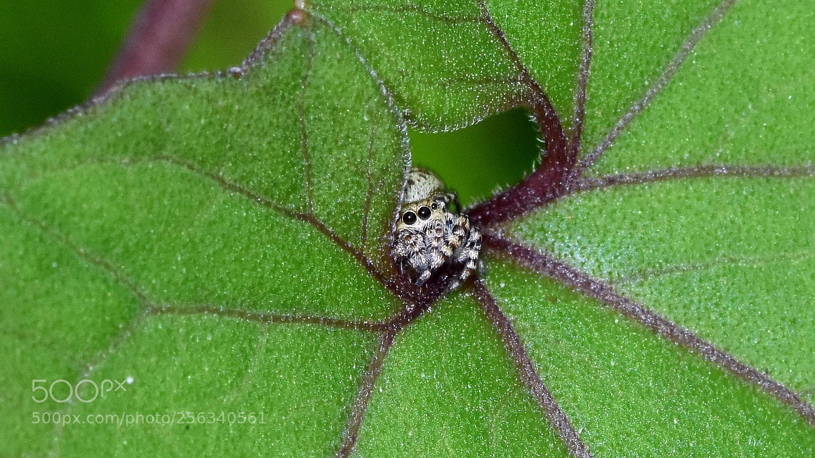 Nikon D7200 sample photo. Peeping spider photography