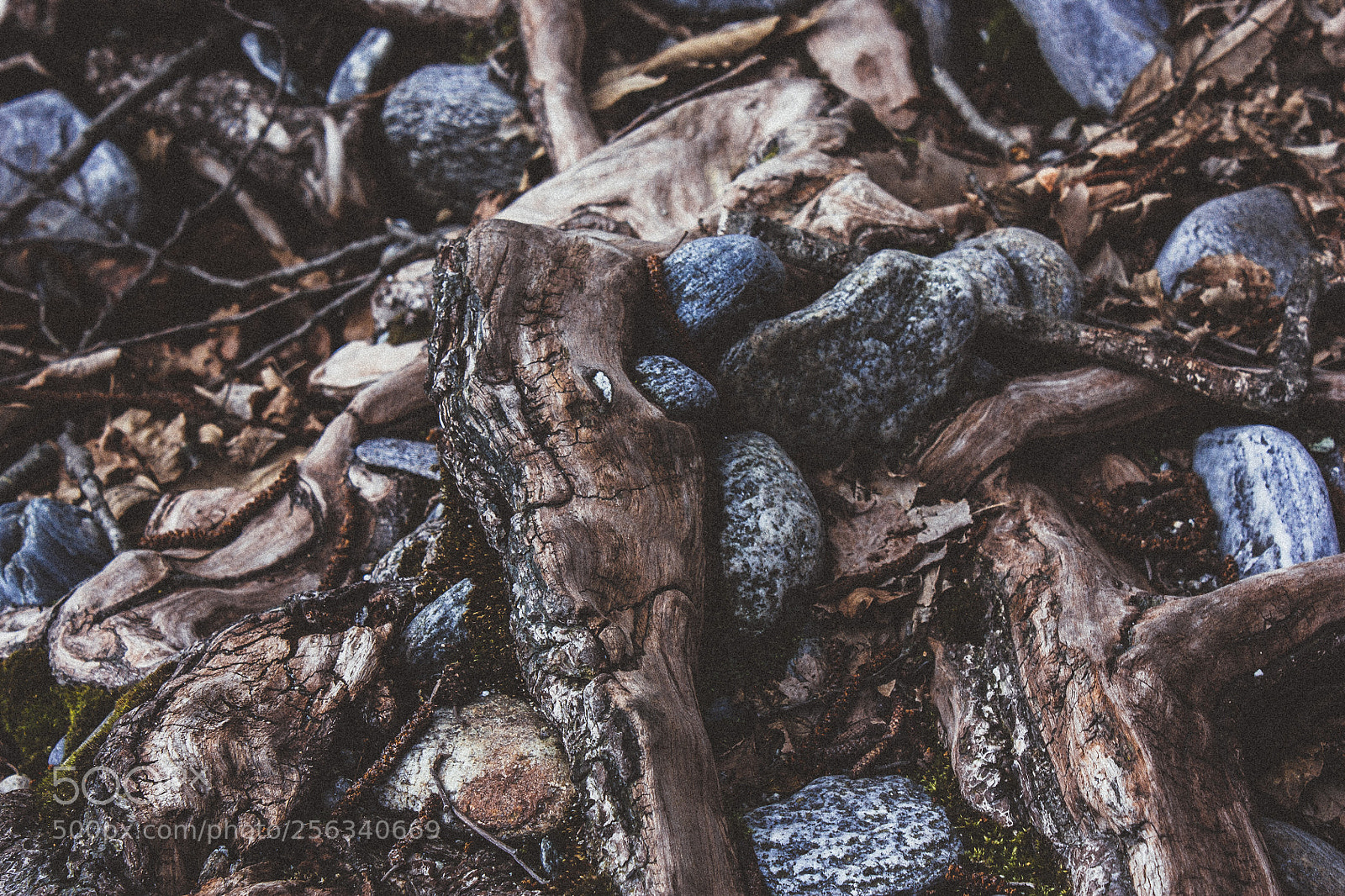 Canon EOS 450D (EOS Rebel XSi / EOS Kiss X2) sample photo. Roots and stones photography