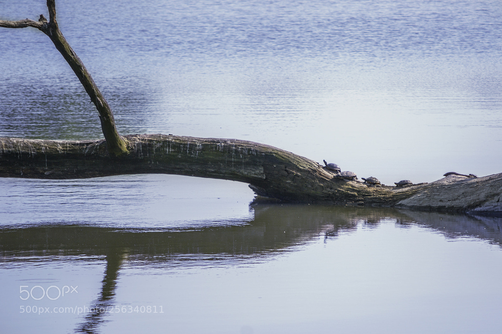 Nikon D3100 sample photo. Chillin photography