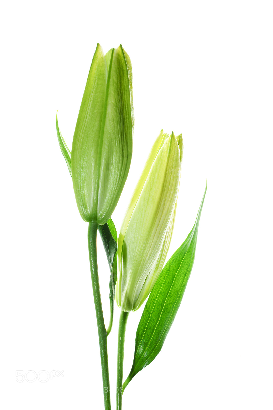 Sony a7 II sample photo. White oriental lily photography