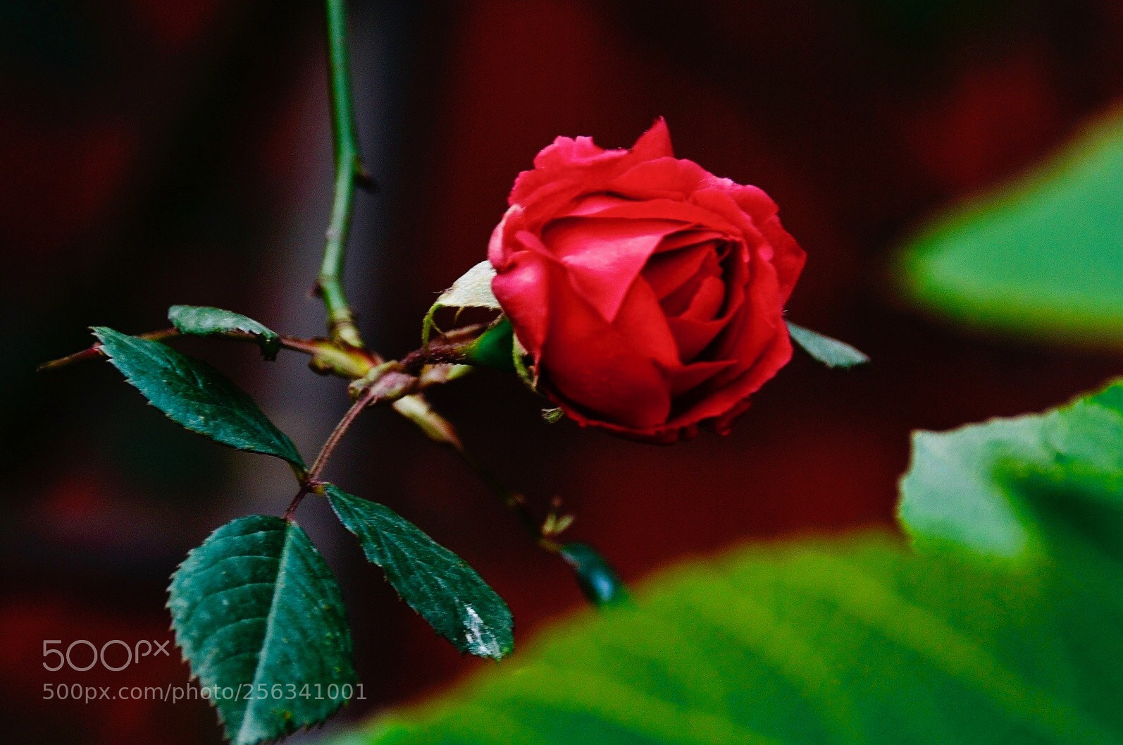 Nikon D7000 sample photo. The rose photography
