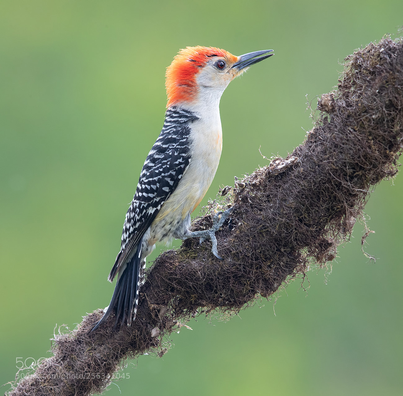 Canon EOS-1D X Mark II sample photo. Red-bellied woodpecker male photography