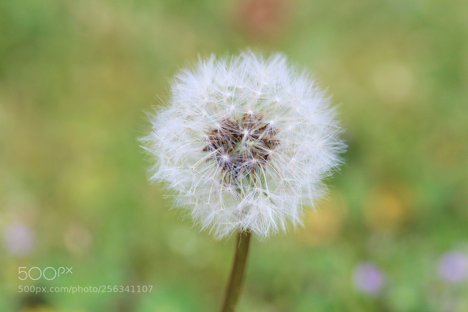 Canon EOS 1200D (EOS Rebel T5 / EOS Kiss X70 / EOS Hi) sample photo. Nature photography