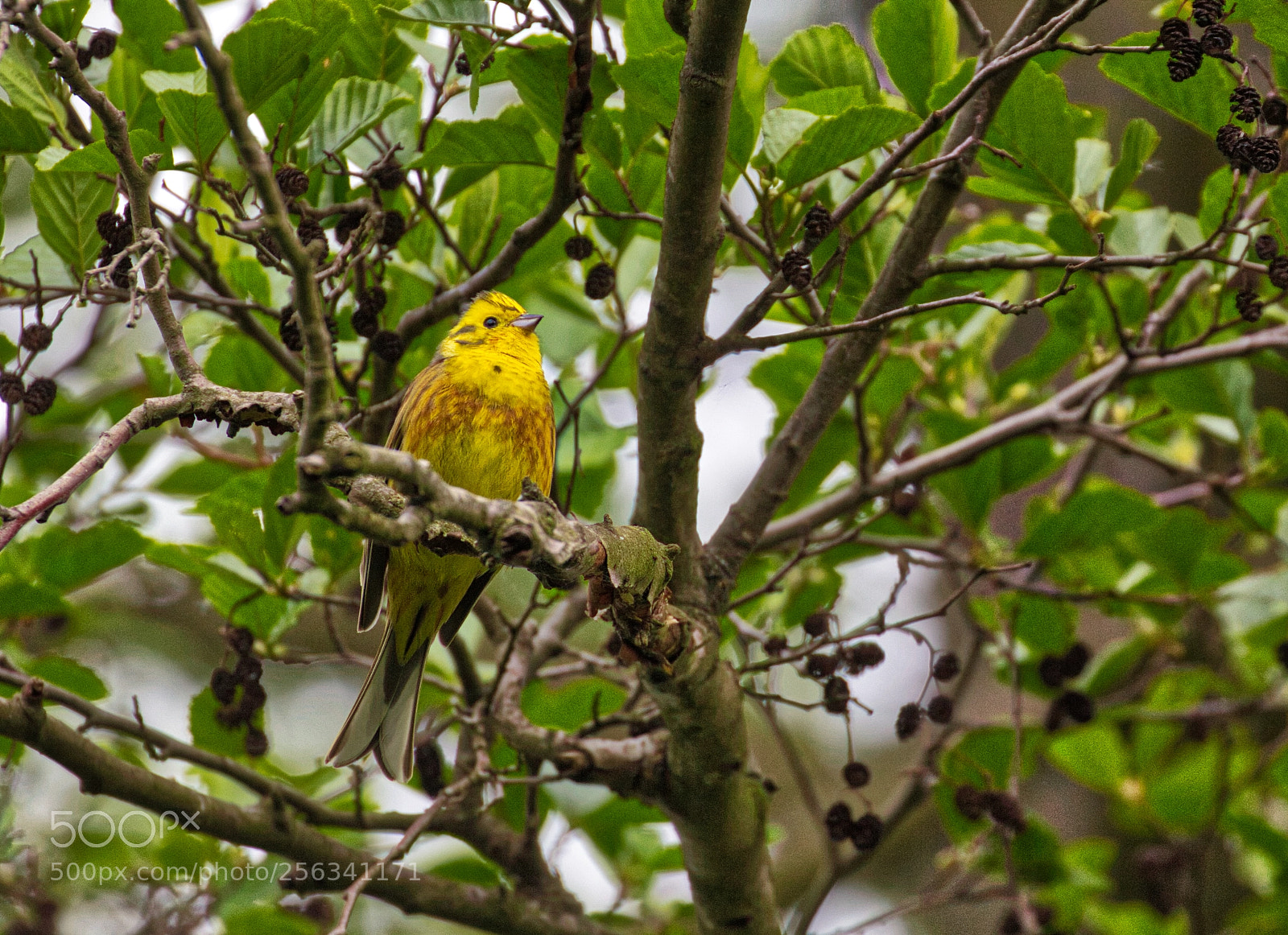 Canon EOS 60D sample photo. Goldammer (emberiza citrinella) photography