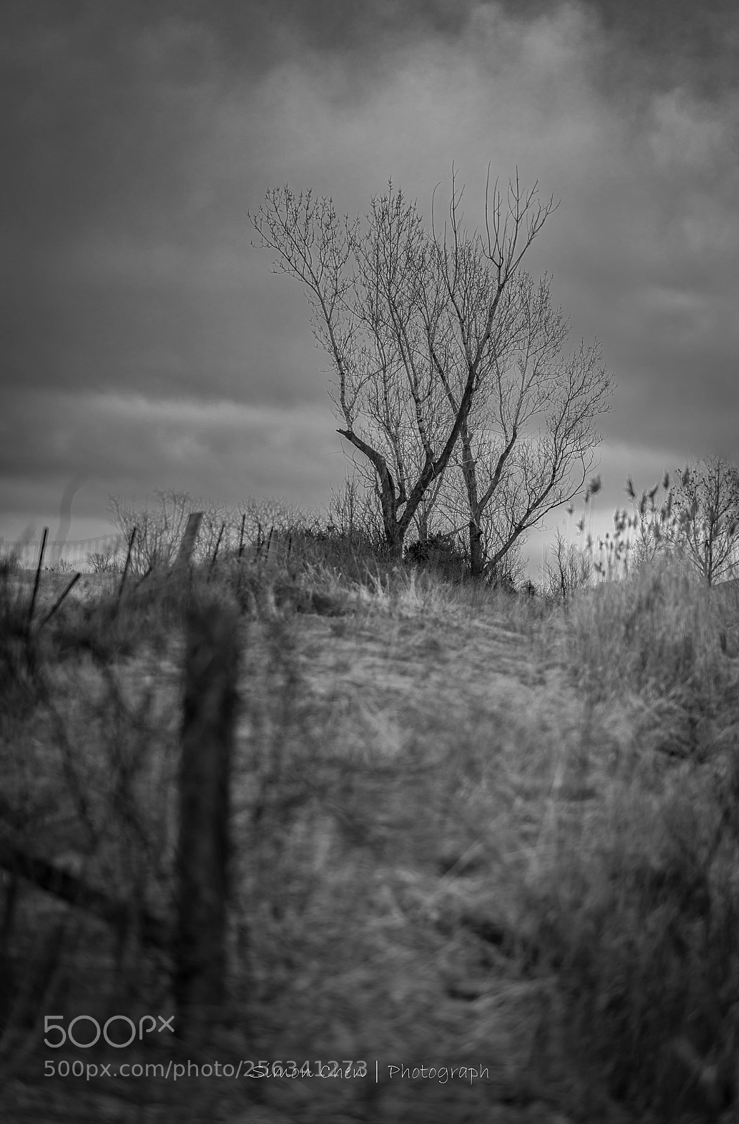 Nikon D850 sample photo. Bare tree photography
