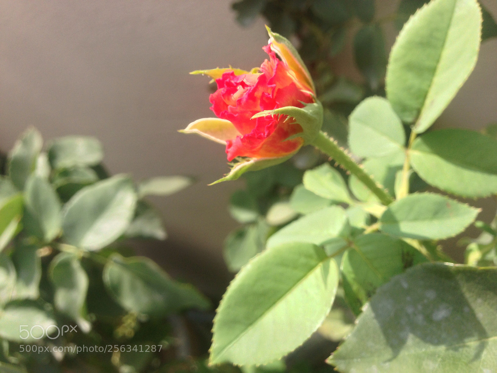 Apple iPhone 5 sample photo. Glooming life :) photography