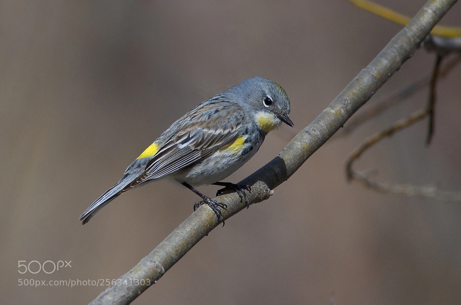 Nikon D7000 sample photo. Yellow-rumped warbler photography