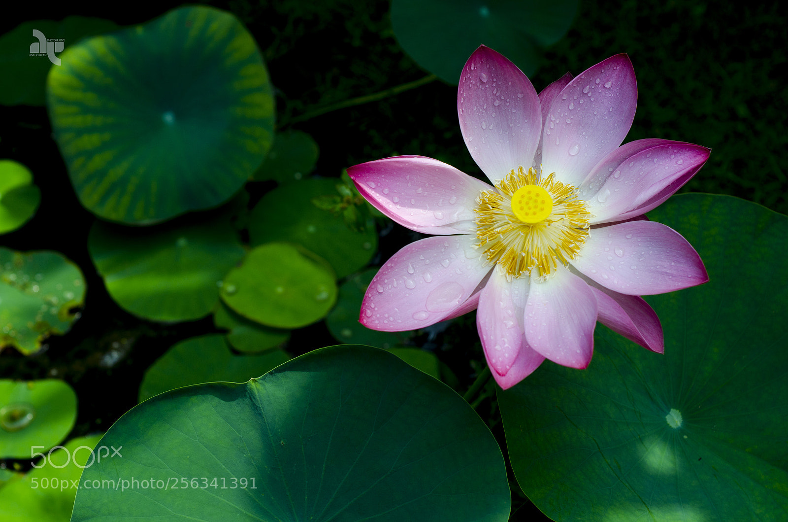 Nikon D7000 sample photo. Lotus photography