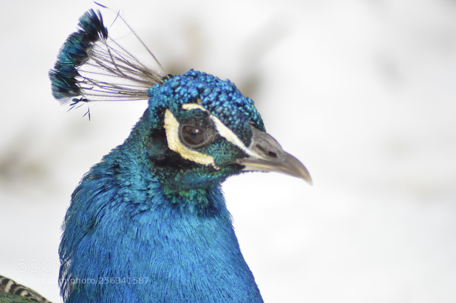 Nikon D3200 sample photo. Peacock photography
