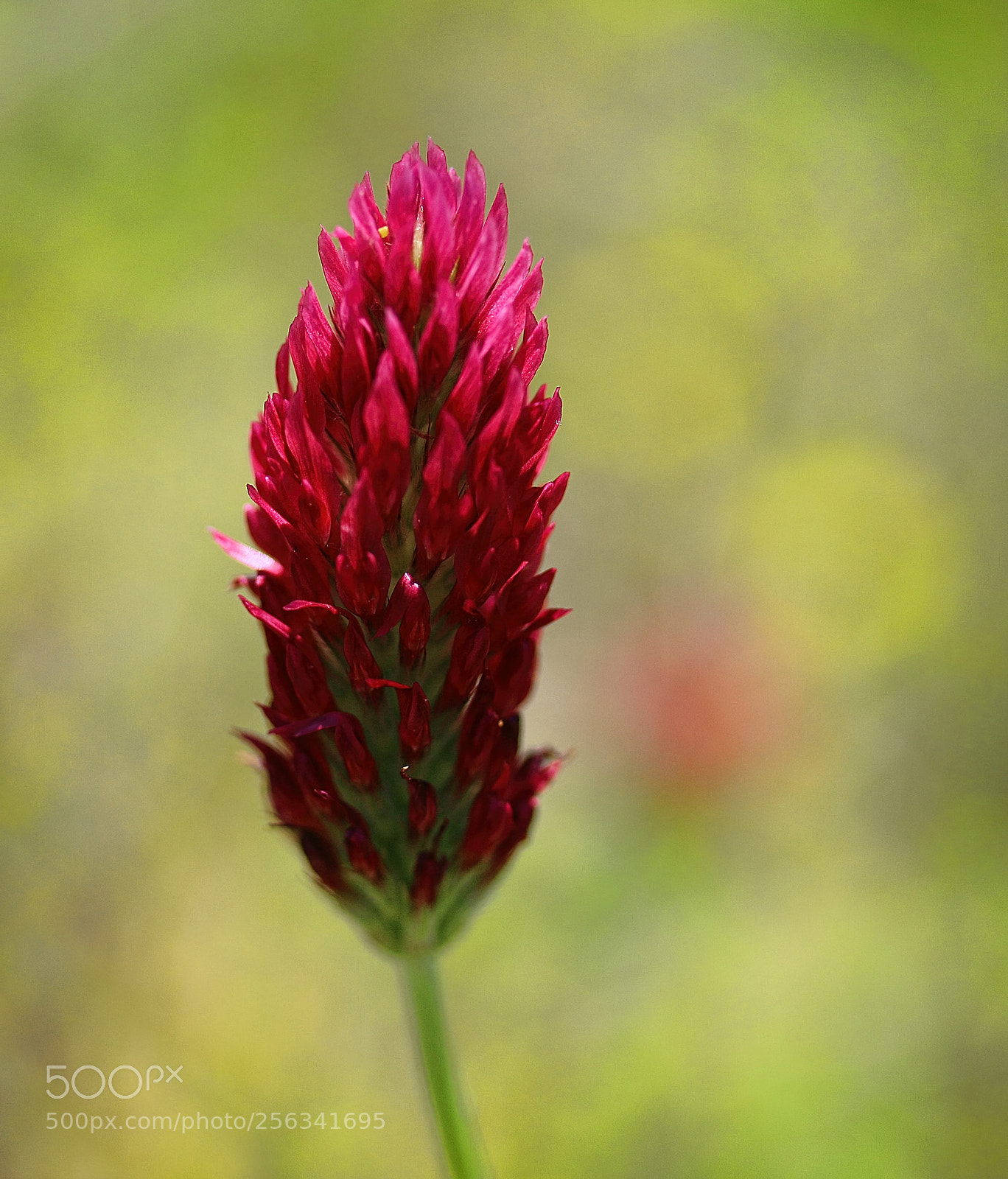 Canon EOS 70D sample photo. On fire photography