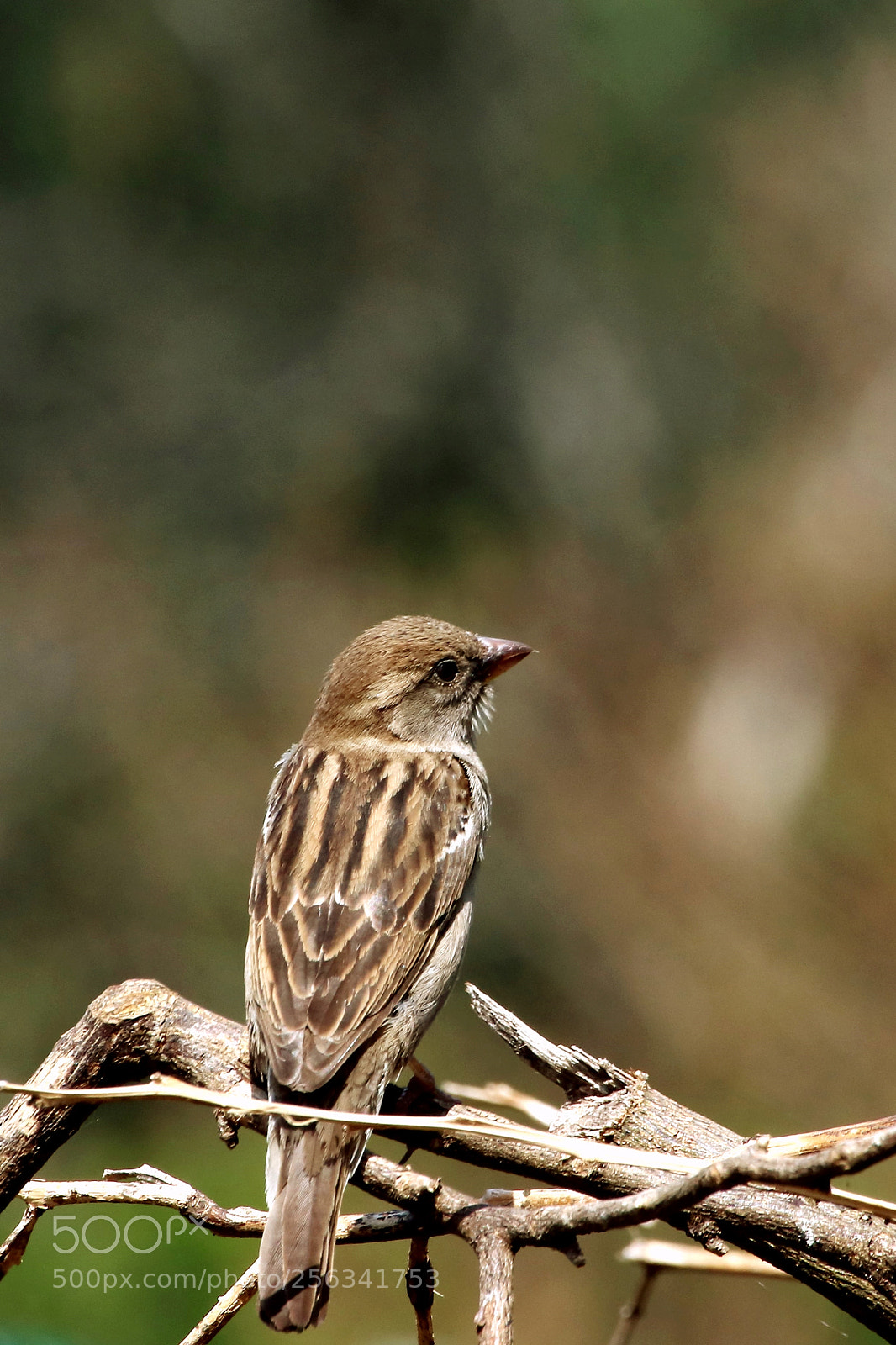 Canon EOS 77D (EOS 9000D / EOS 770D) sample photo. Pássaro photography