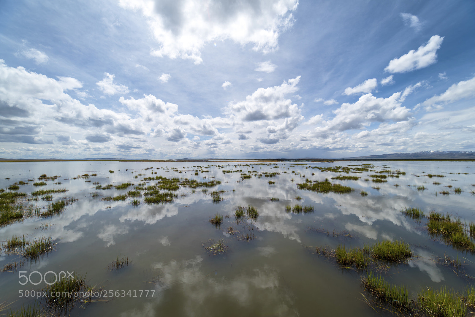 Nikon D750 sample photo. Wetland photography