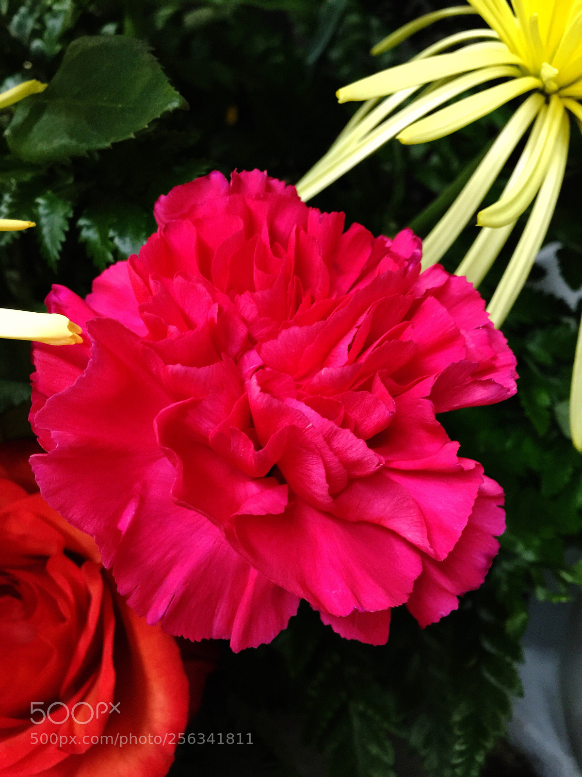 Apple iPhone 6 Plus sample photo. Today’s flower ?  photography