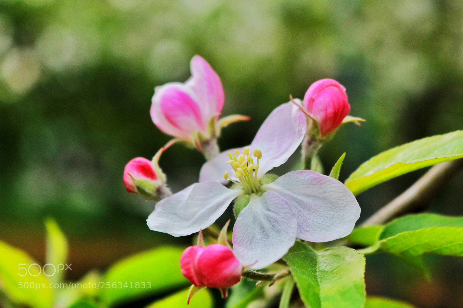 Canon EOS 750D (EOS Rebel T6i / EOS Kiss X8i) sample photo. Untitled photography