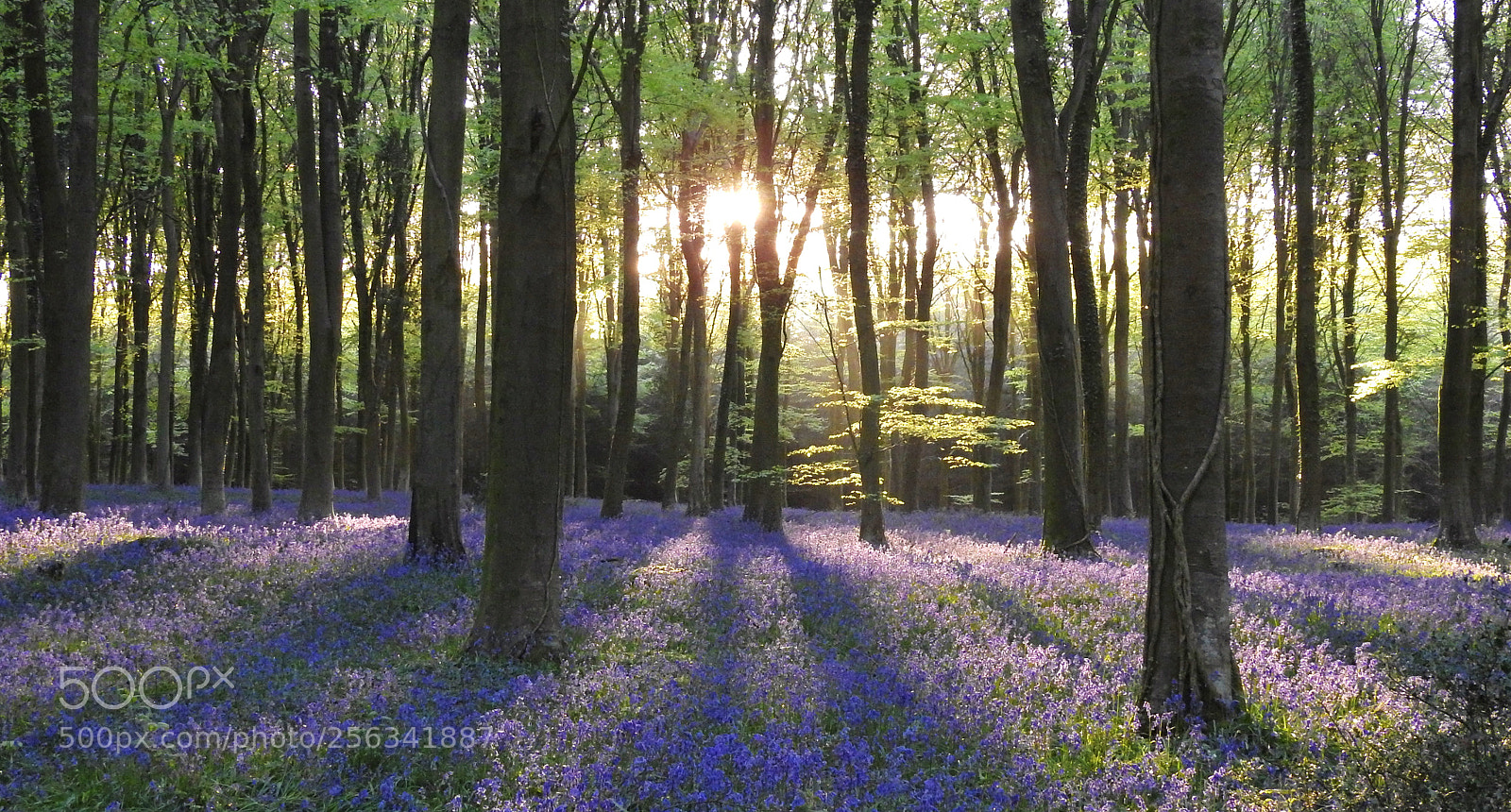 Nikon Coolpix P900 sample photo. Bluebells at dawn photography