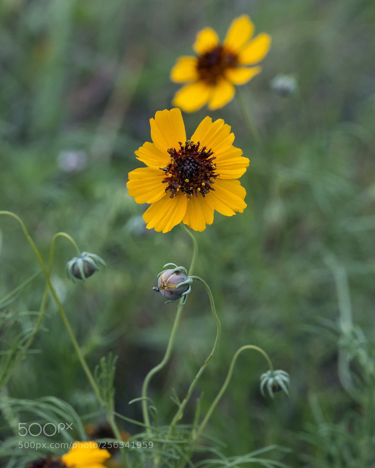 Nikon D800 sample photo. Plains coreopsis photography