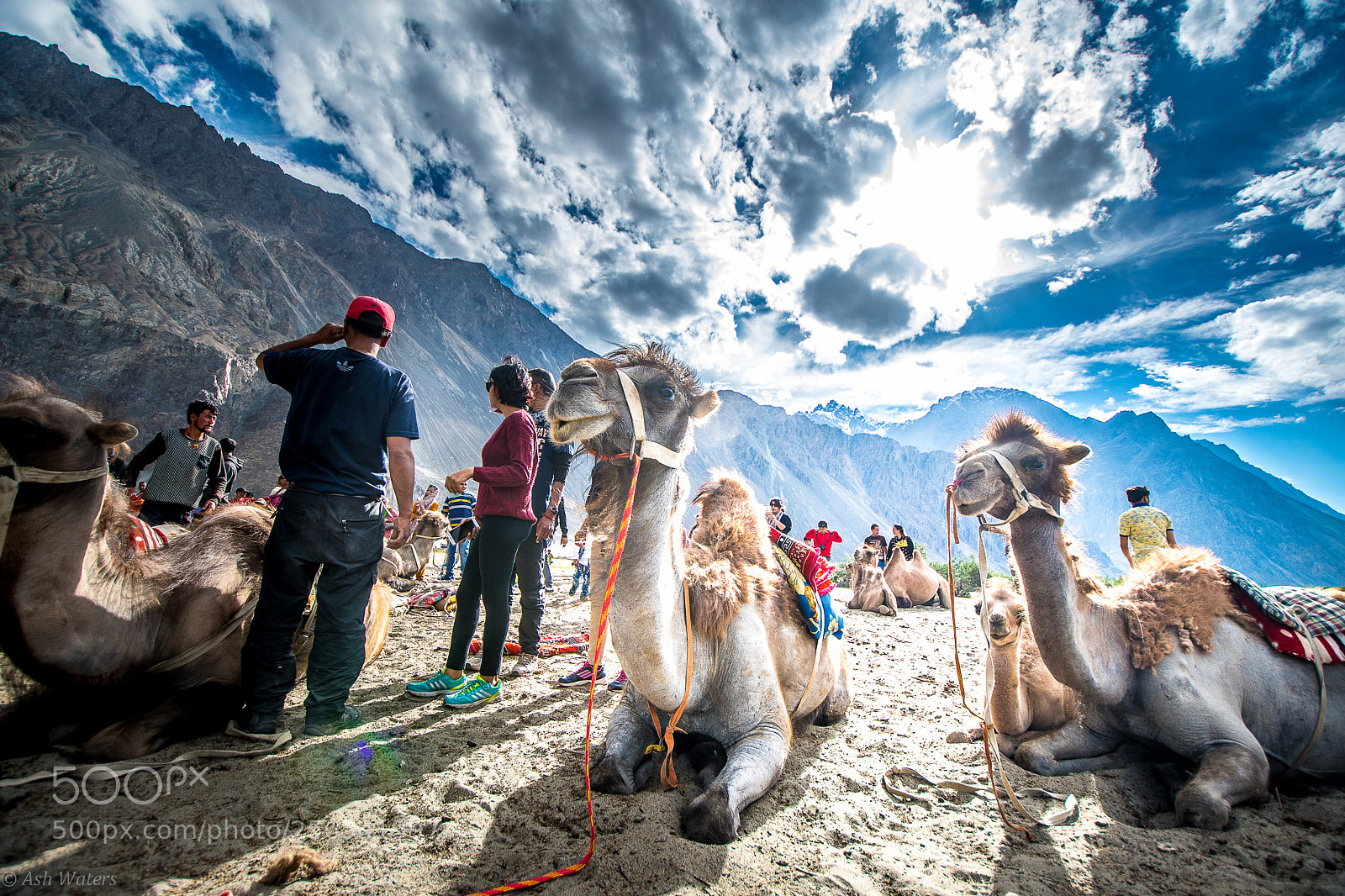Nikon D500 sample photo. Double humped camel photography