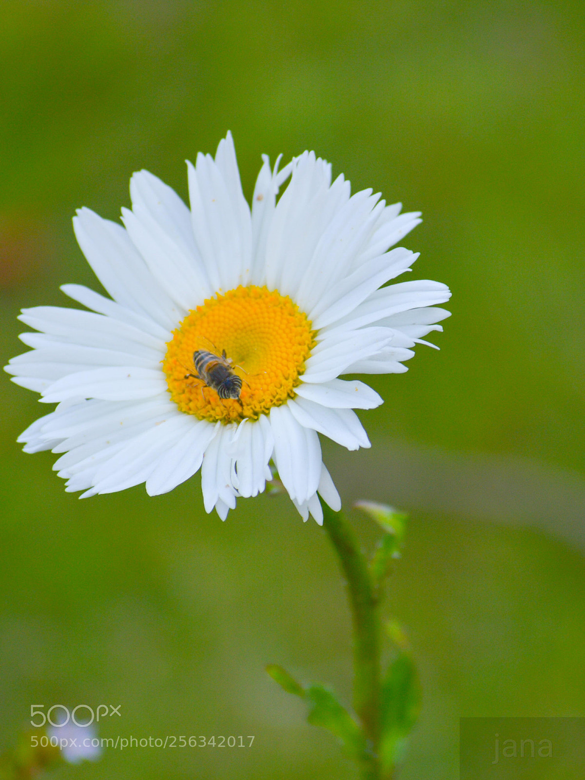 Nikon D3200 sample photo. Nectar photography
