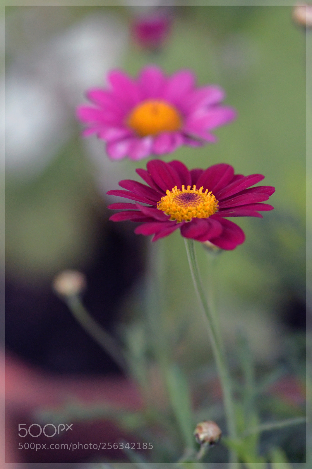 Nikon D500 sample photo. Frt photography