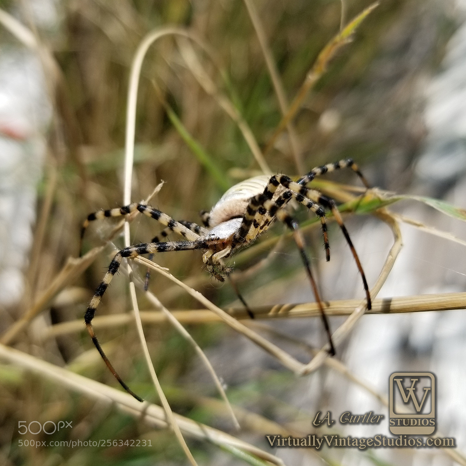 Samsung Galaxy S8 sample photo. Banded garden spider perched photography