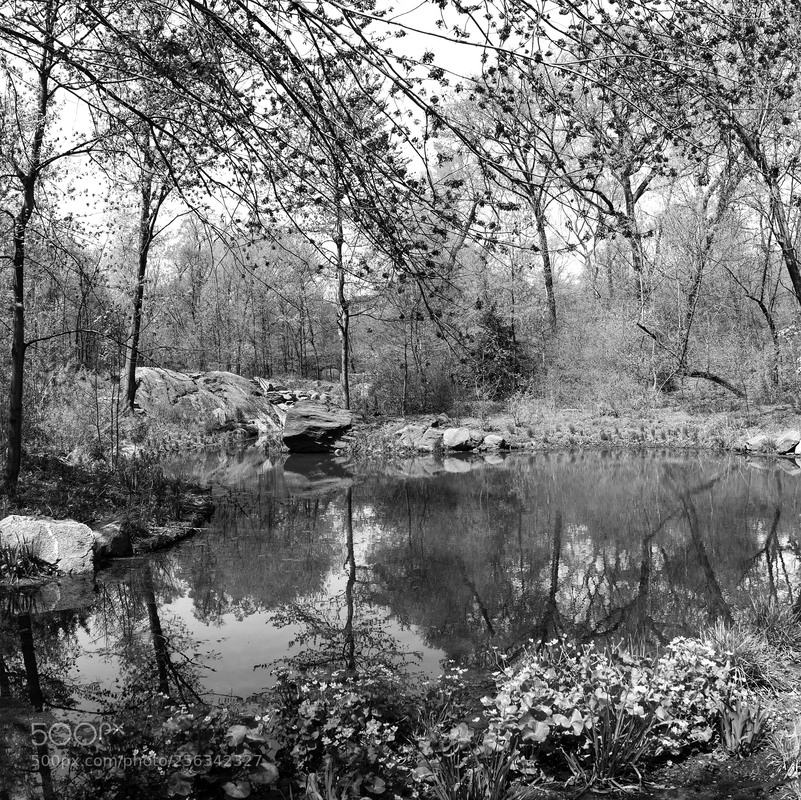 Sony a7R II sample photo. The ravine in spring photography