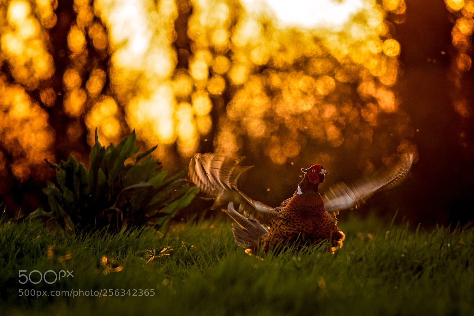 Canon EOS 7D Mark II sample photo. Flappy bird.jpg photography
