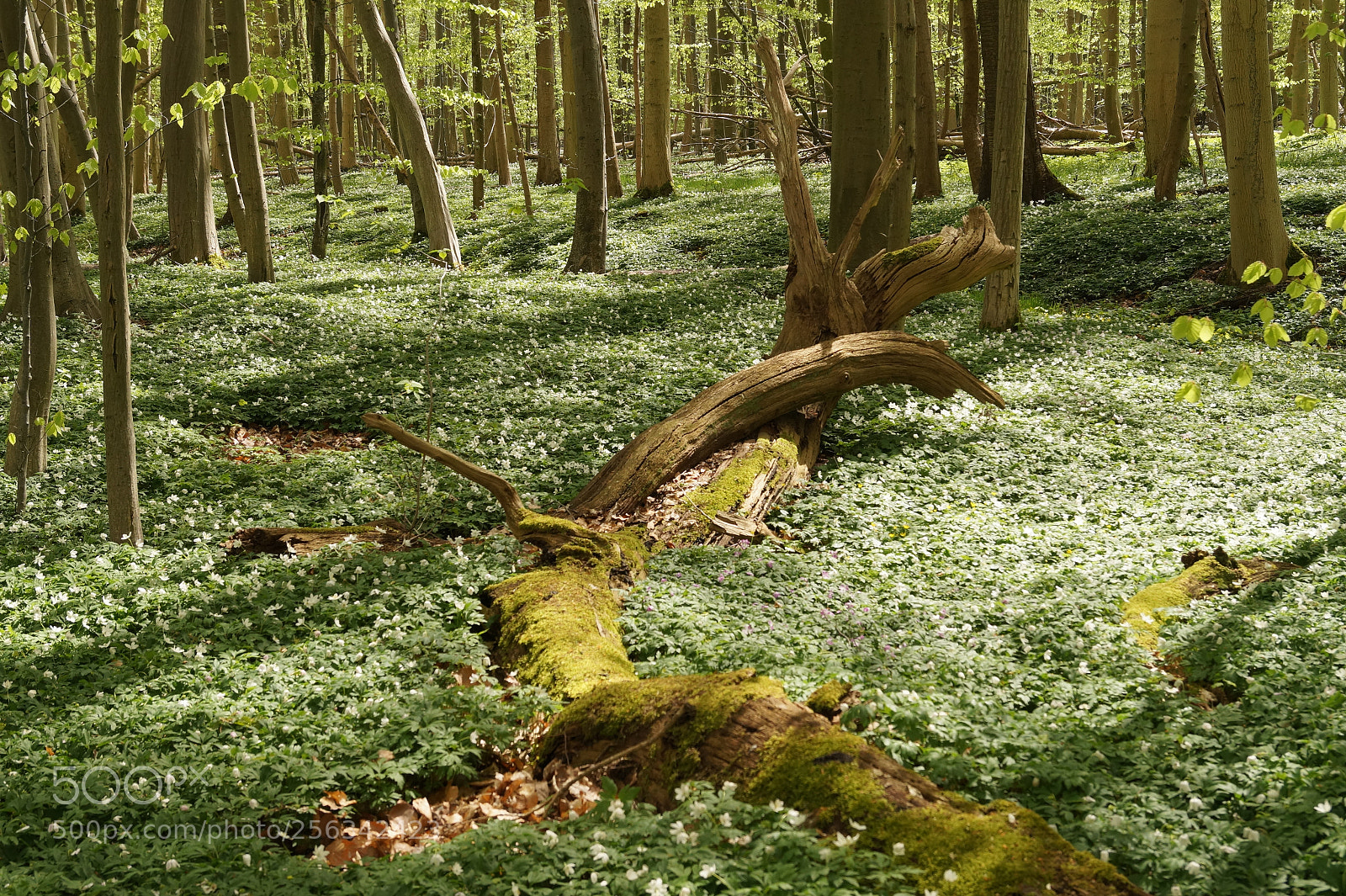Sony SLT-A58 sample photo. Wald im frühling photography