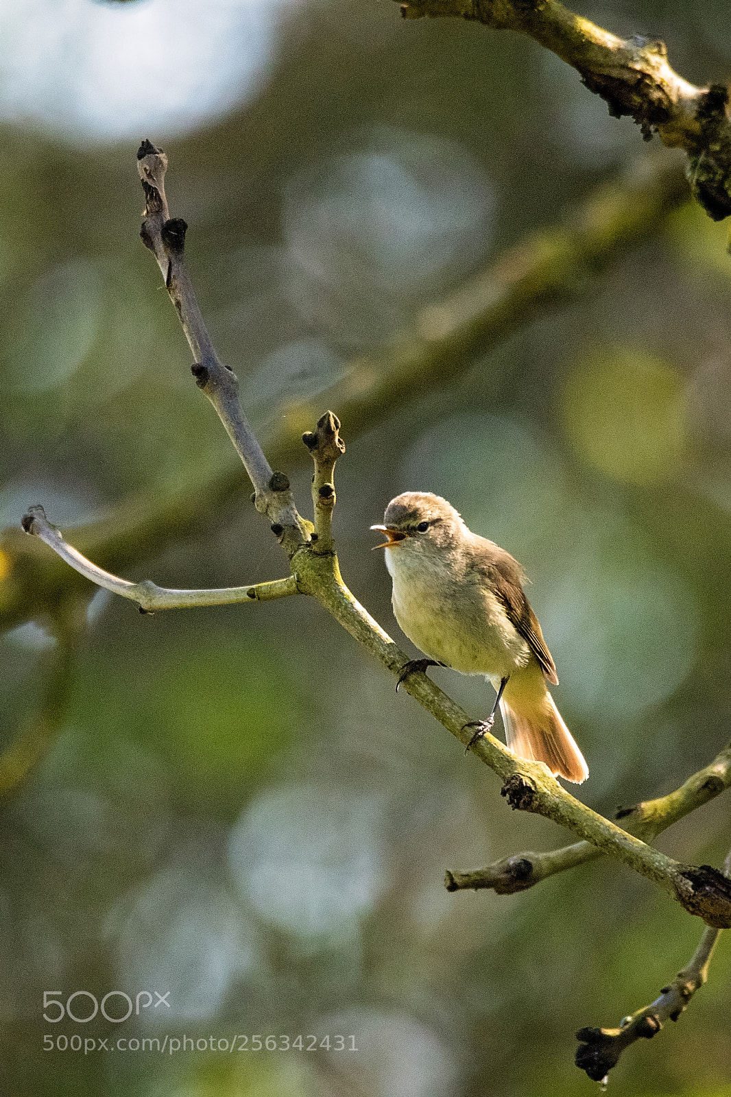Canon EOS 7D Mark II sample photo. Song of the woods.jpg photography
