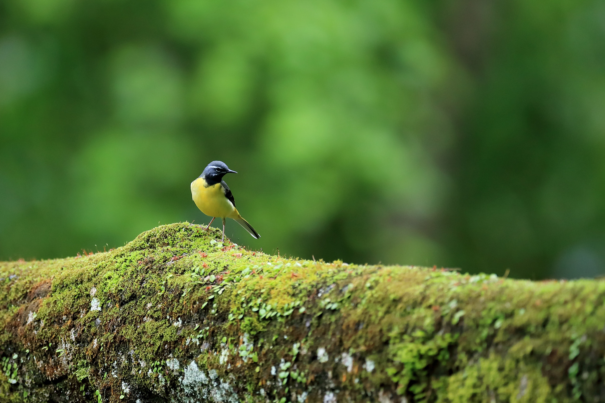 Canon EF 400mm F2.8L IS II USM sample photo. キセキレイ　grey wagtail photography