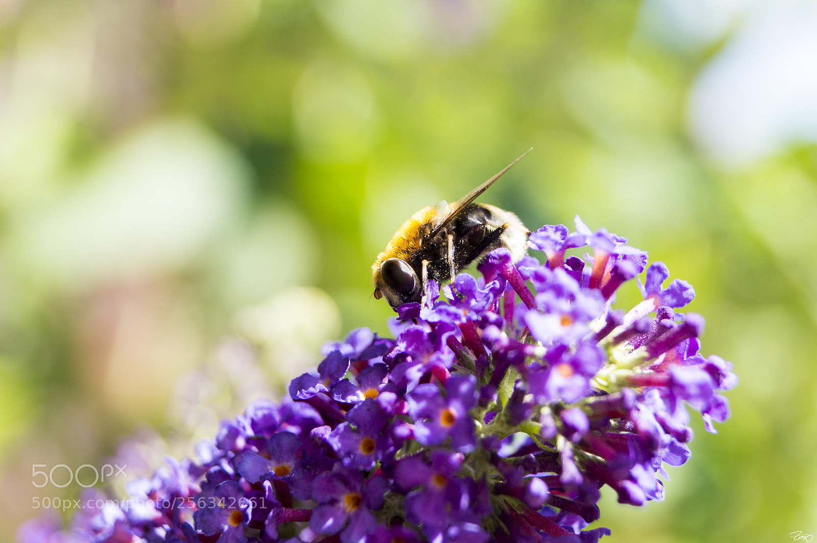 Sony SLT-A58 sample photo. Bumblebee photography