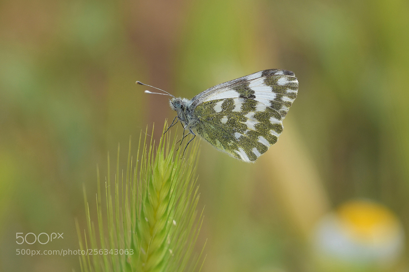 Nikon D7200 sample photo. Nature photography