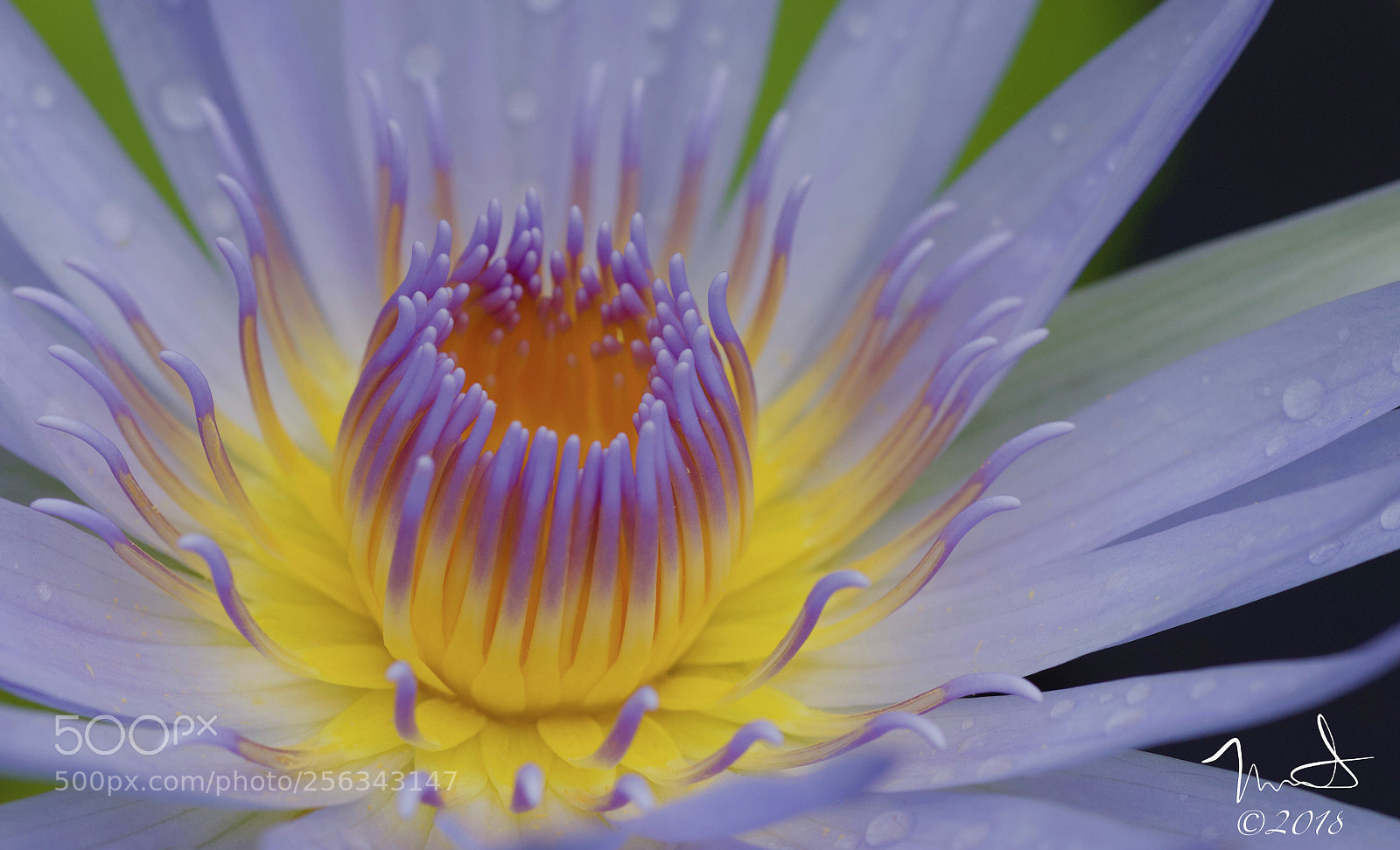Nikon D750 sample photo. Water lily oval photography