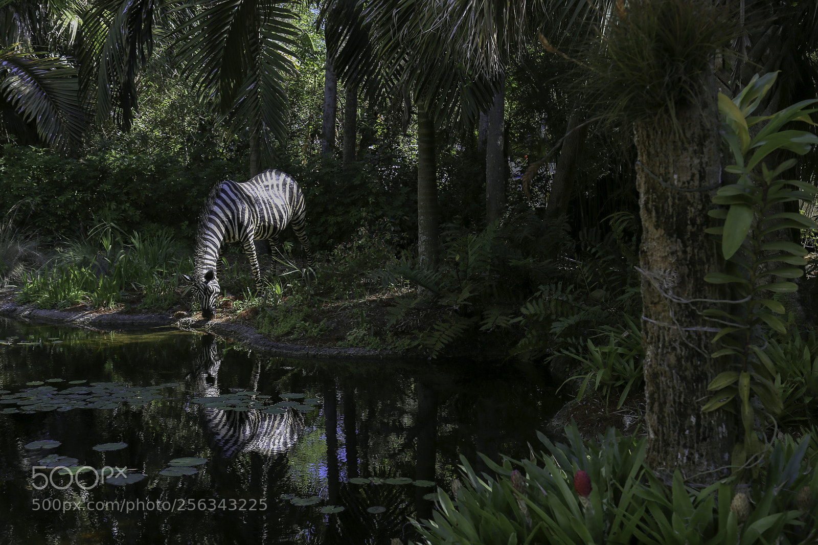 Canon EOS 6D sample photo. Izebra mg edit copy photography