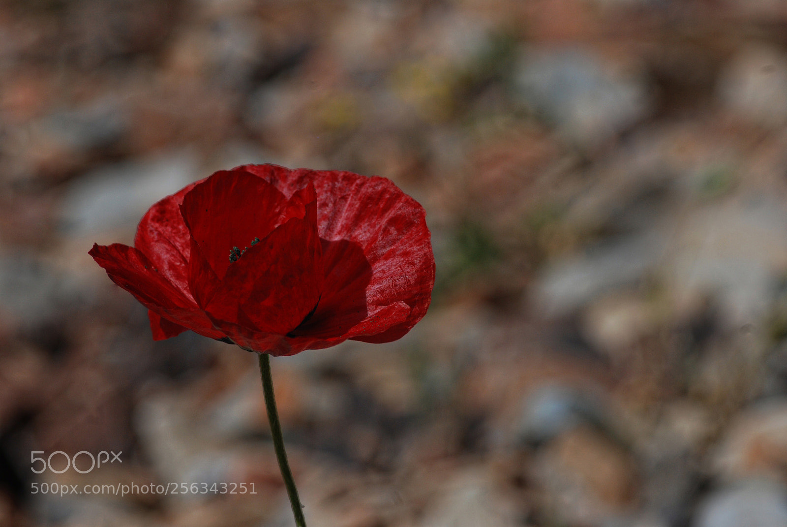 Nikon D80 sample photo. Nsn (flos rhoedaos) photography