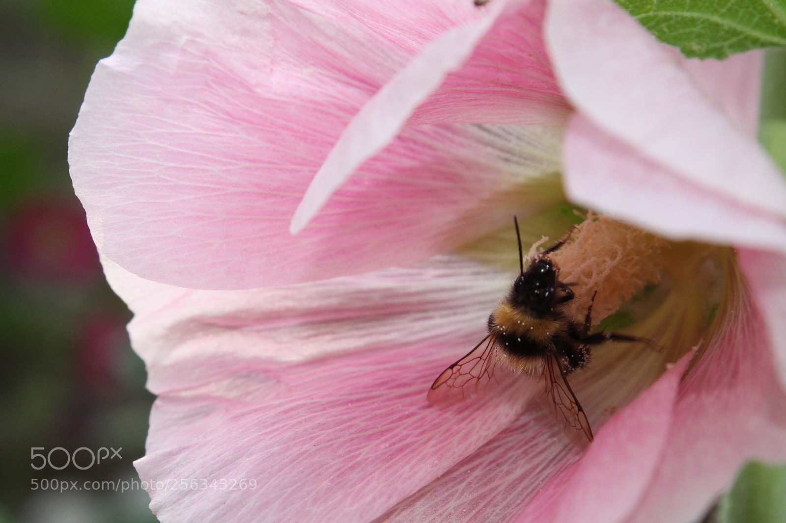 Canon EOS 1100D (EOS Rebel T3 / EOS Kiss X50) sample photo. Bumblebees. photography