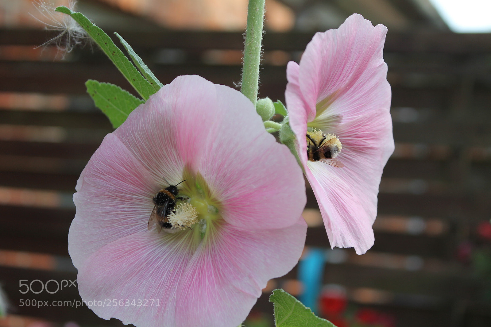 Canon EOS 1100D (EOS Rebel T3 / EOS Kiss X50) sample photo. Bumblebees. photography