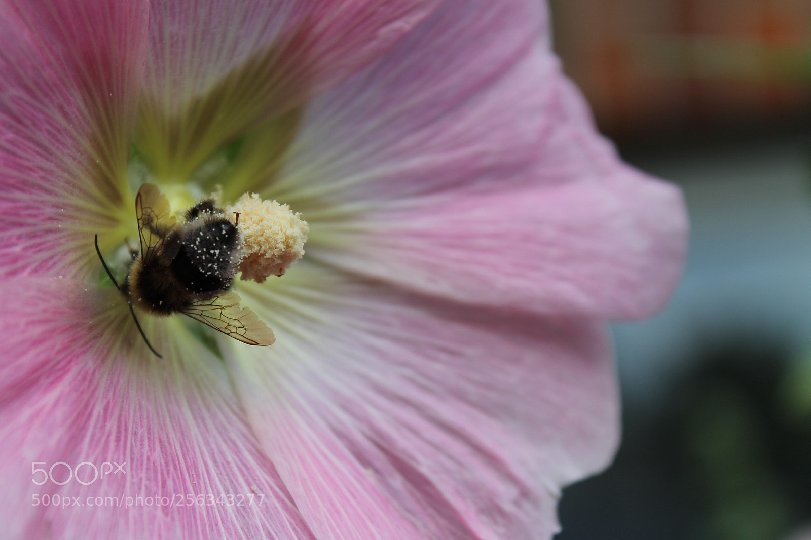 Canon EOS 1100D (EOS Rebel T3 / EOS Kiss X50) sample photo. Bumblebees. photography