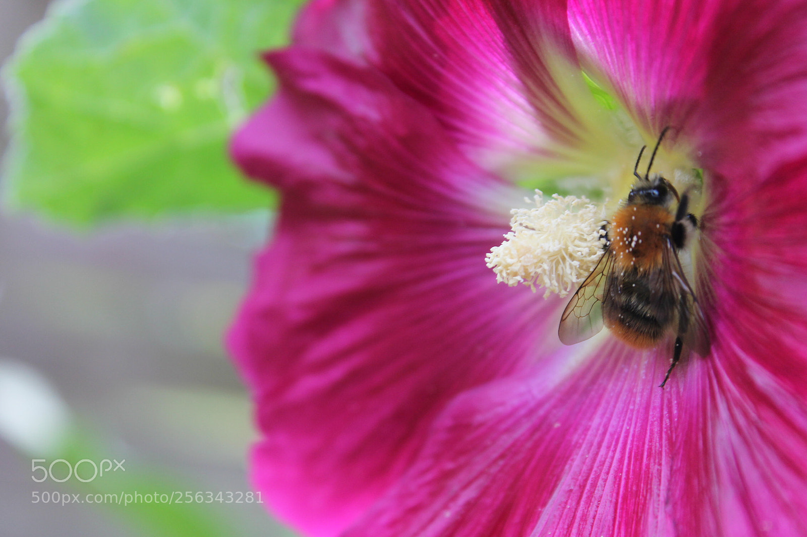 Canon EOS 1100D (EOS Rebel T3 / EOS Kiss X50) sample photo. Bumblebees. photography