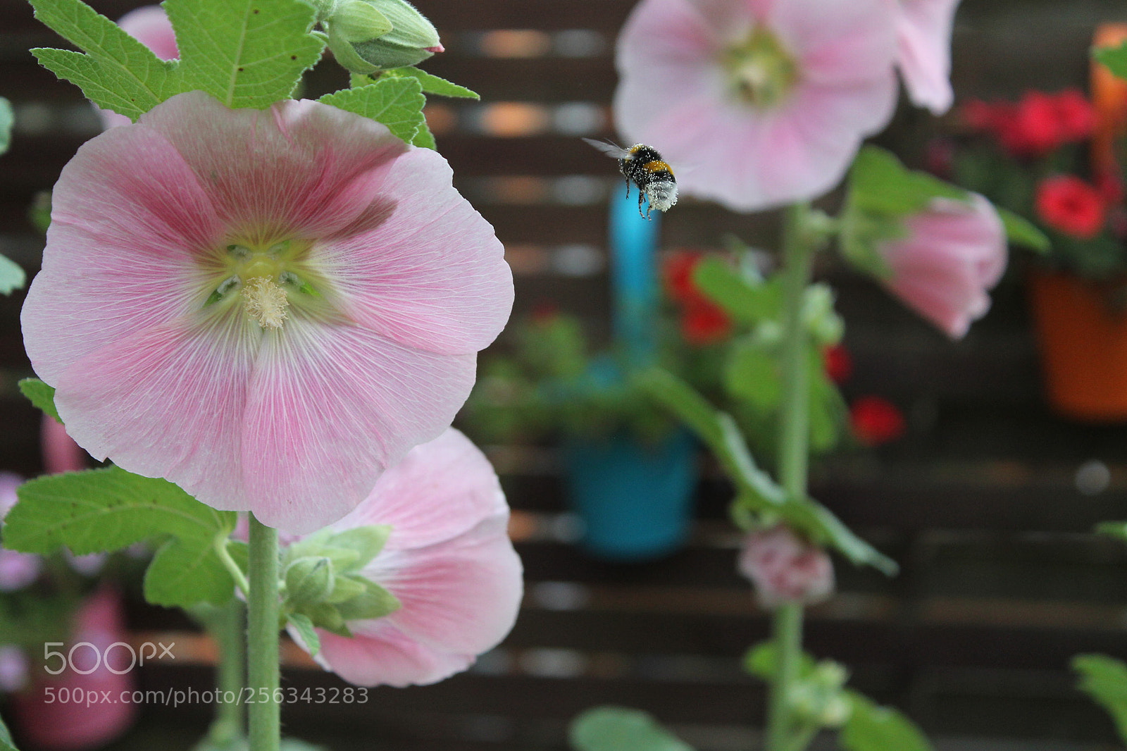 Canon EOS 1100D (EOS Rebel T3 / EOS Kiss X50) sample photo. Bumblebees. photography