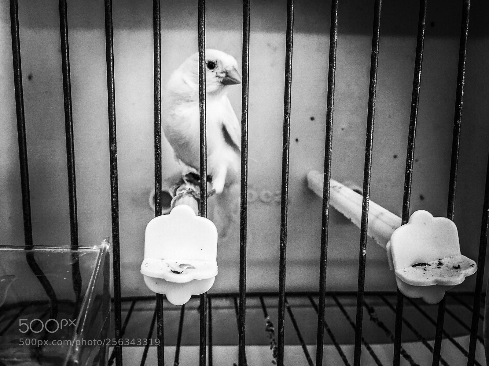 Apple iPhone 6 Plus sample photo. Caged photography