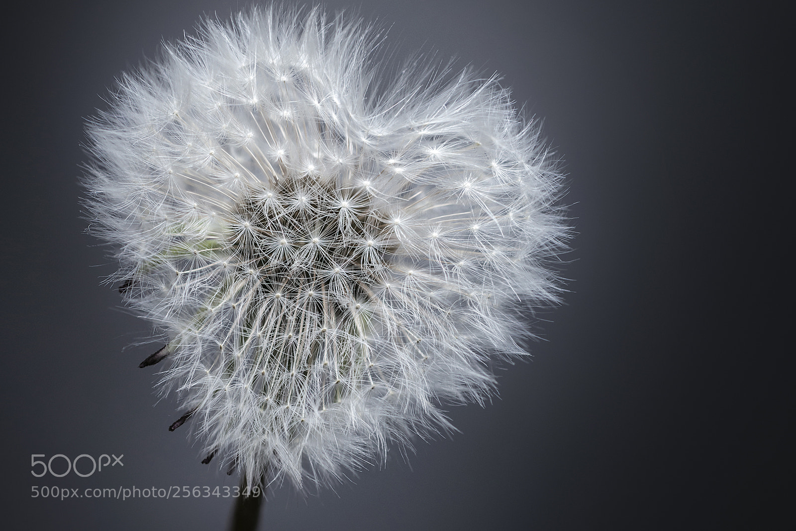 Nikon D800 sample photo. Love photography
