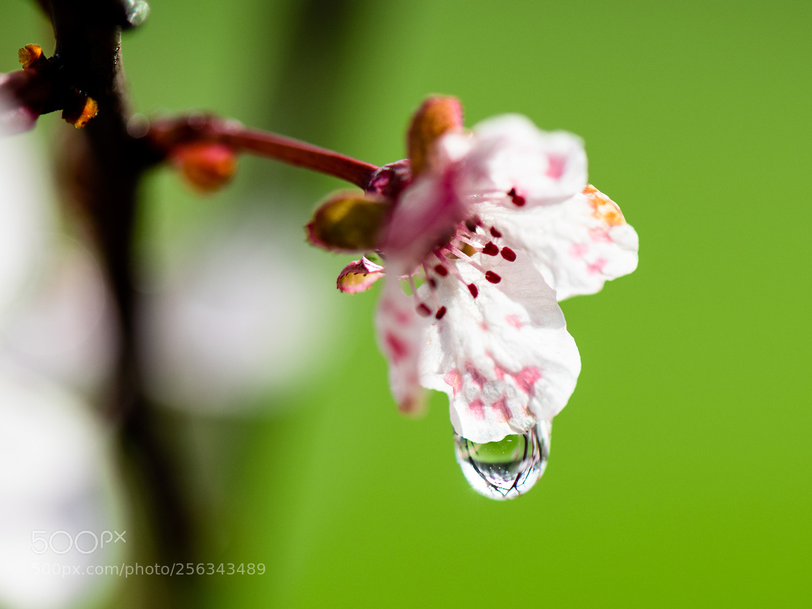 Nikon D850 sample photo. Tear of flower photography