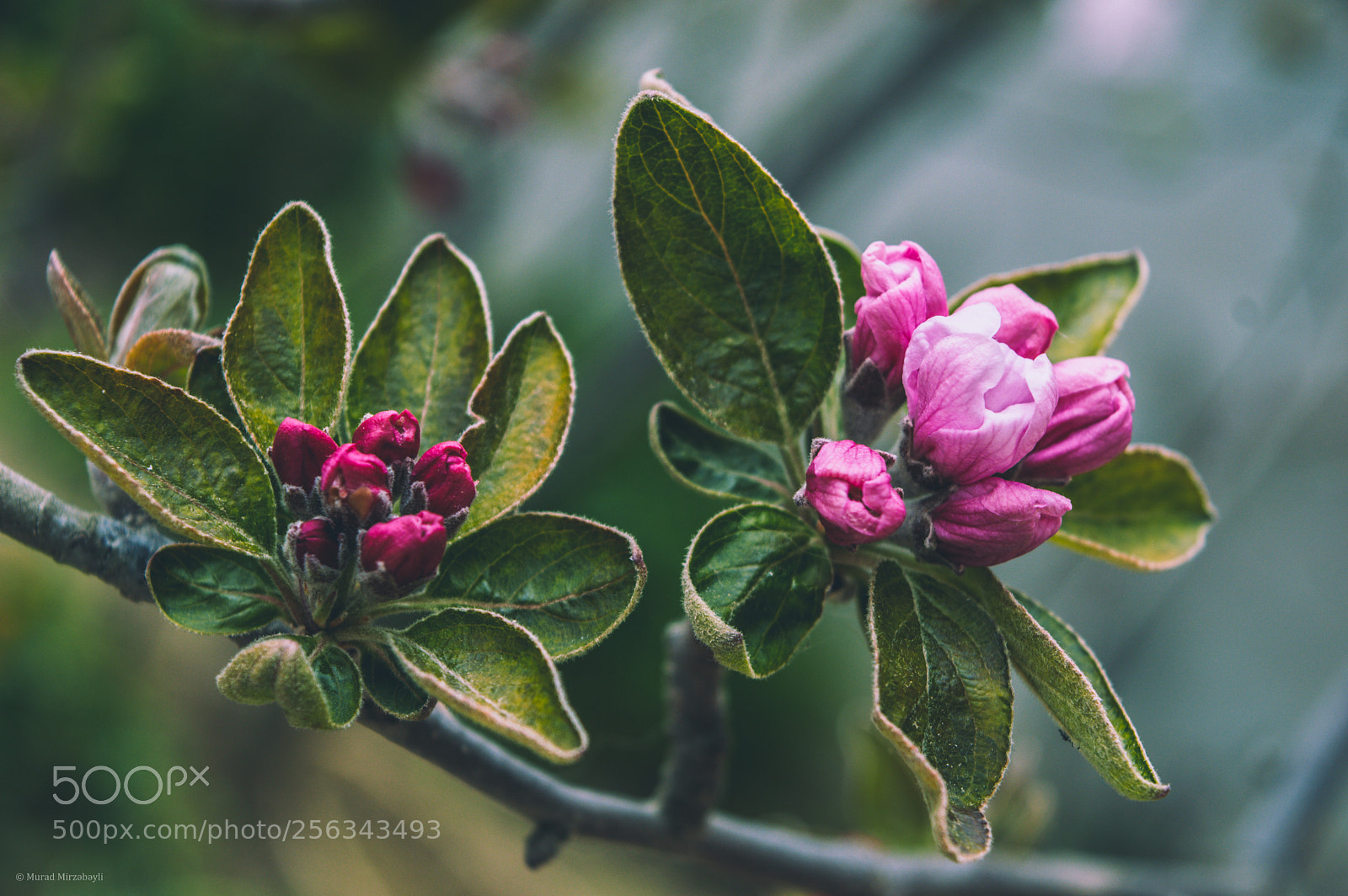 Nikon D3200 sample photo. Flowers photography