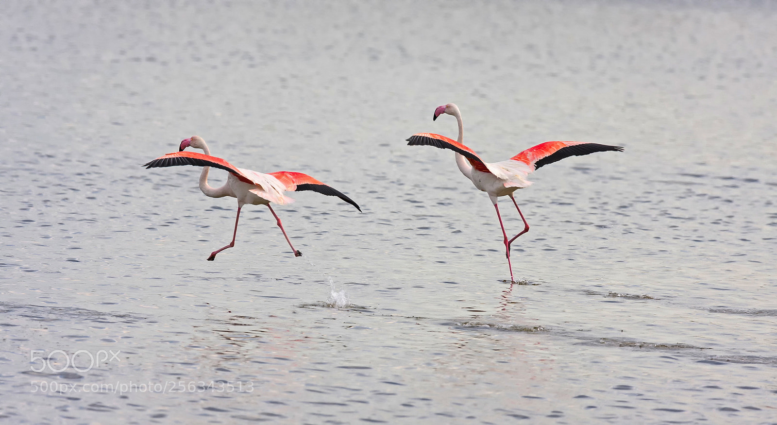 Canon EOS 40D sample photo. Flamingo ballet photography