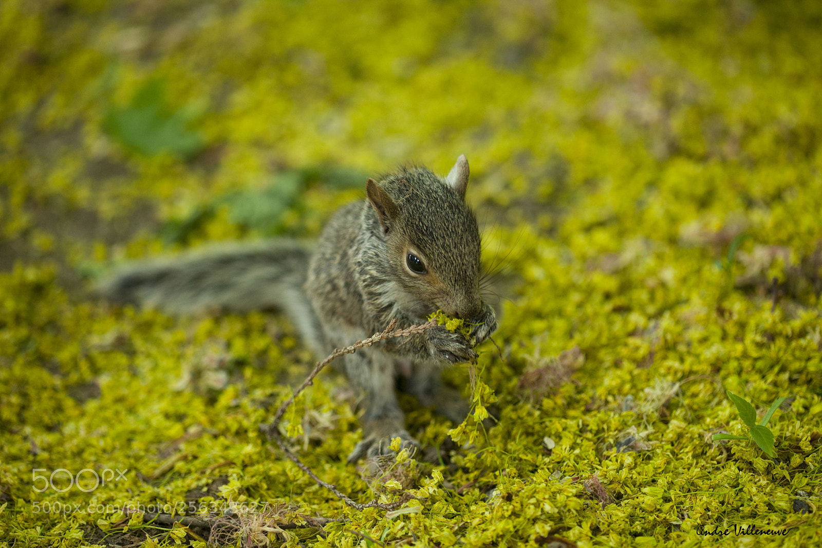 Canon EOS 5D Mark II sample photo. In the middle of photography
