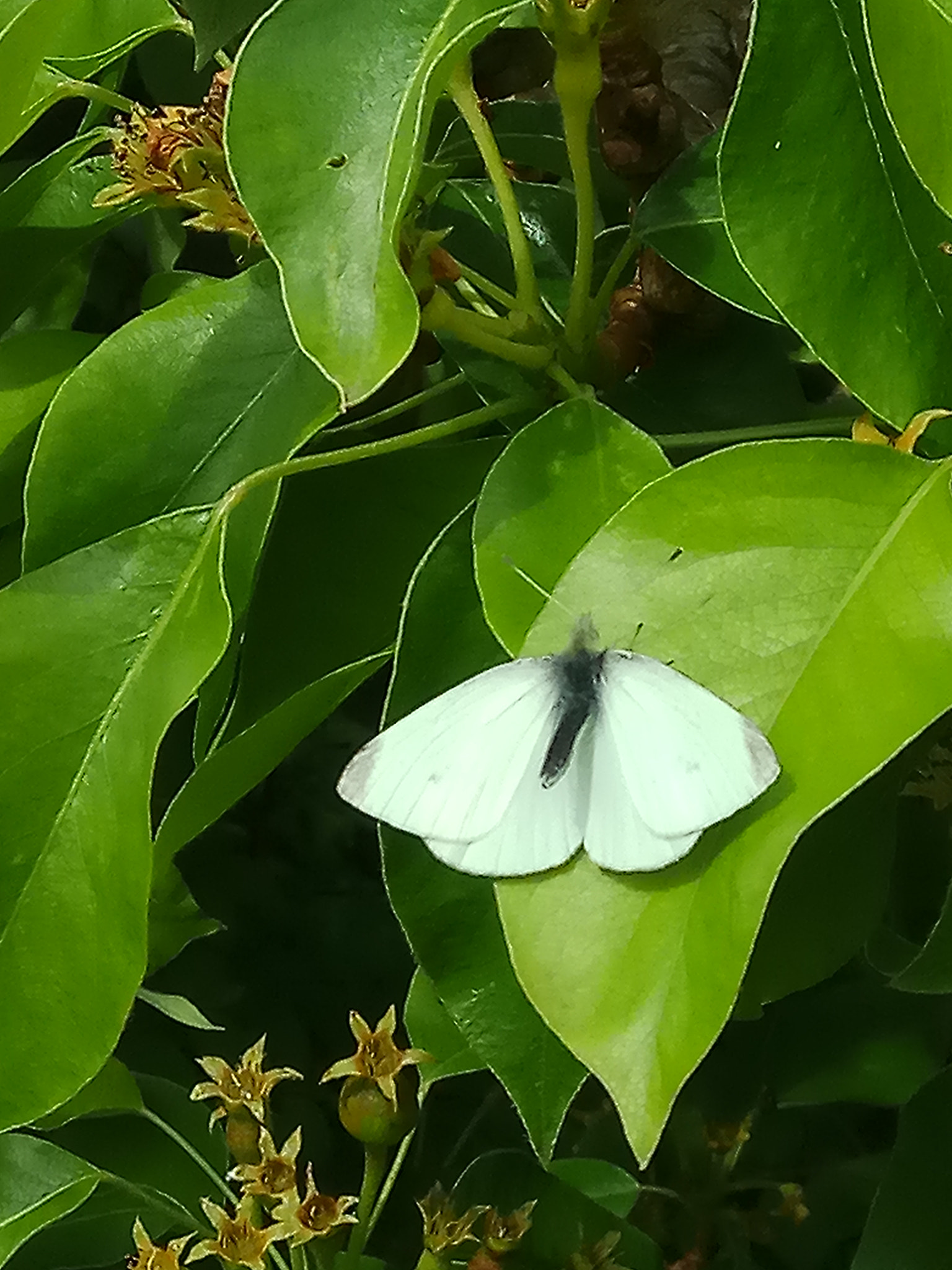 Xiaomi Redmi Note 4X sample photo. Butterfly photography