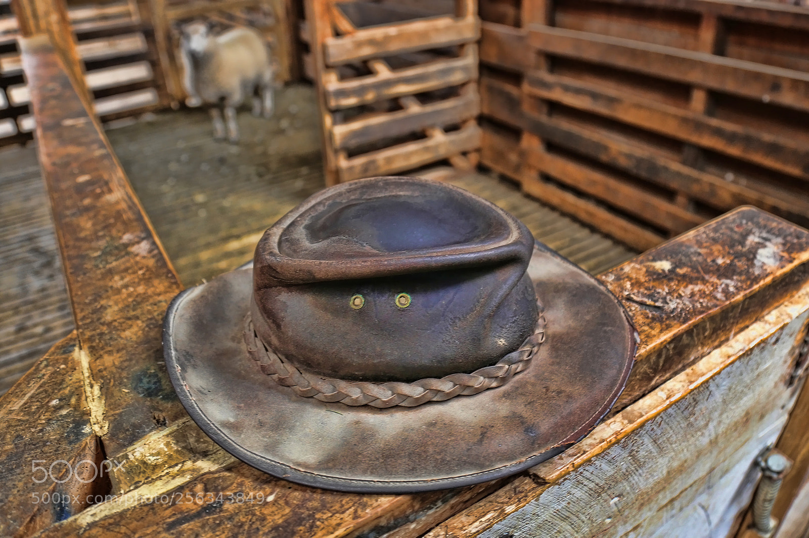 Canon EOS 6D sample photo. Sheepshearerhat cropped photography